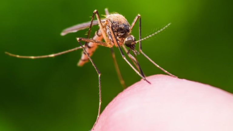 കൊതുകുകള്‍ പെരുകുവാന്‍ സാദ്ധ്യത : സാംക്രമിക രോഗങ്ങളെ തടുക്കാനായി ഒരുങ്ങാം