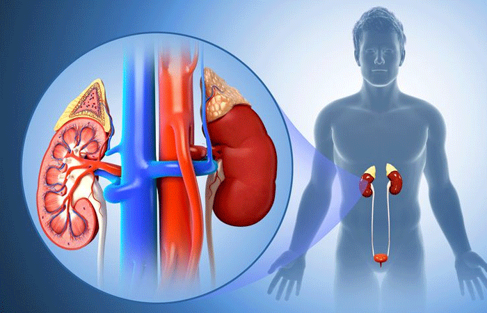 വൃക്കകള്‍ ശരീരത്തിലെ ഹീറോയാണ് ഹീറോ..!, വൃക്കയുടെ ആരോഗ്യ പരിപാലനത്തിന് പത്ത് വഴികള്‍